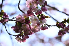 透過