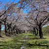 桜の回廊