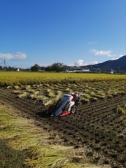 稲刈