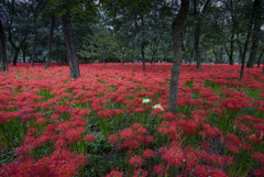 曼珠沙華