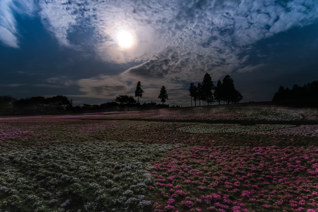 月と芝桜 ①