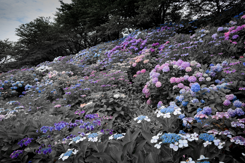 モノクローム紫陽花