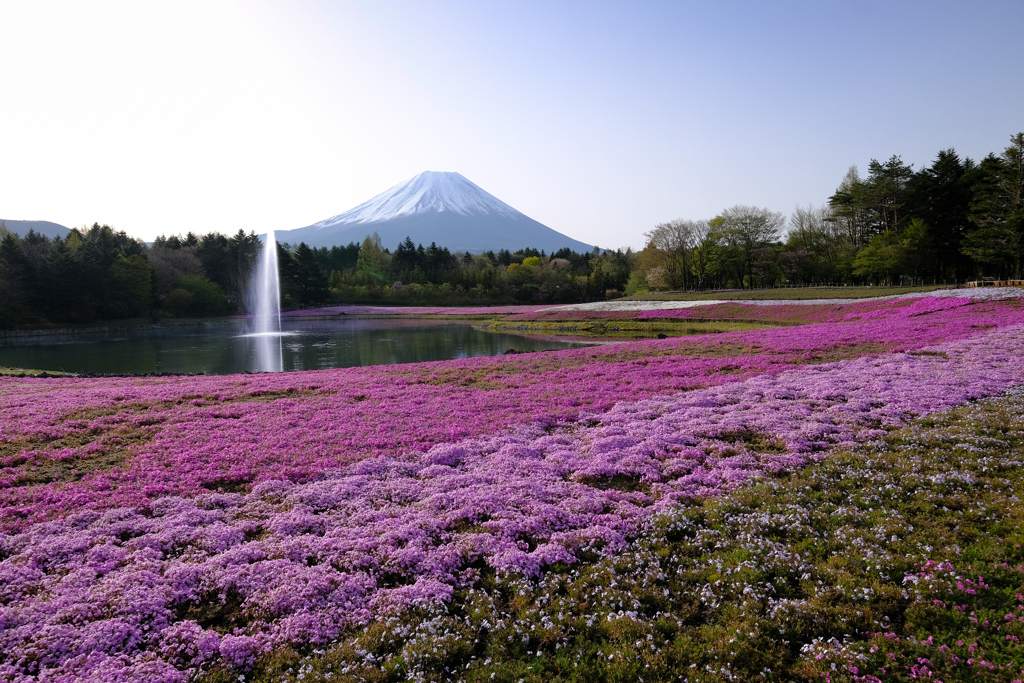 富士山と芝桜 ①