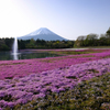 富士山と芝桜 ①
