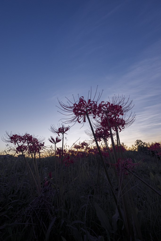 夕暮れの曼珠沙華