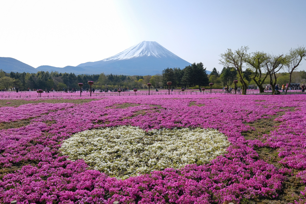 富士山と芝桜 ②