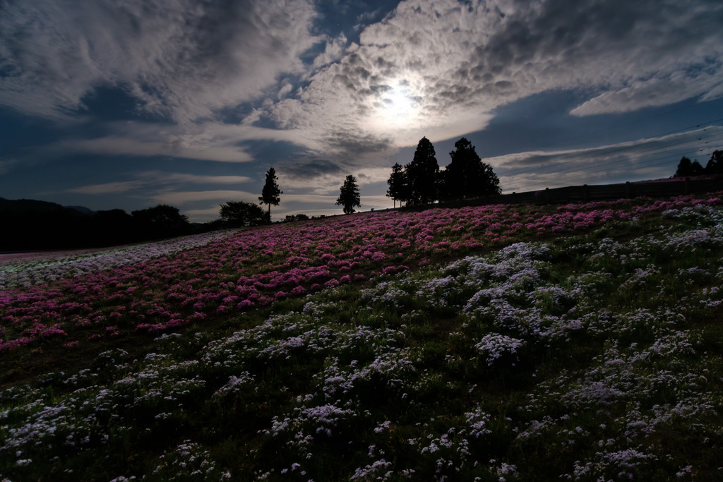 月と芝桜 ②