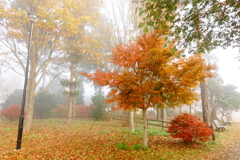 霧の中の紅葉