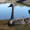 BLACK SWAN