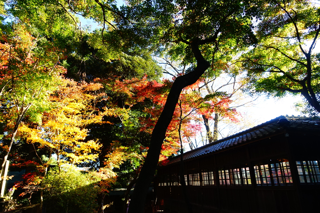 光と影と本土寺の紅葉