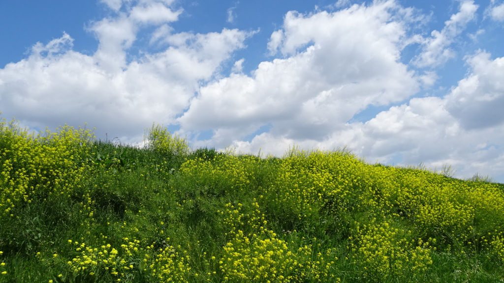 土手の菜の花と雲