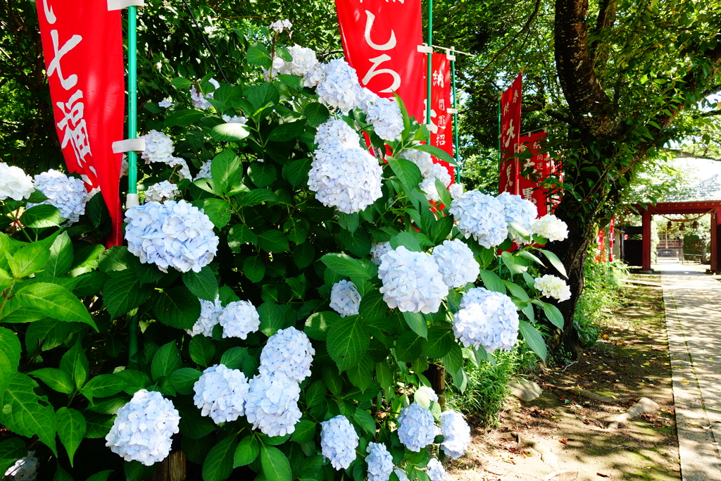 この紫陽花もどうぞ！去年のですが！