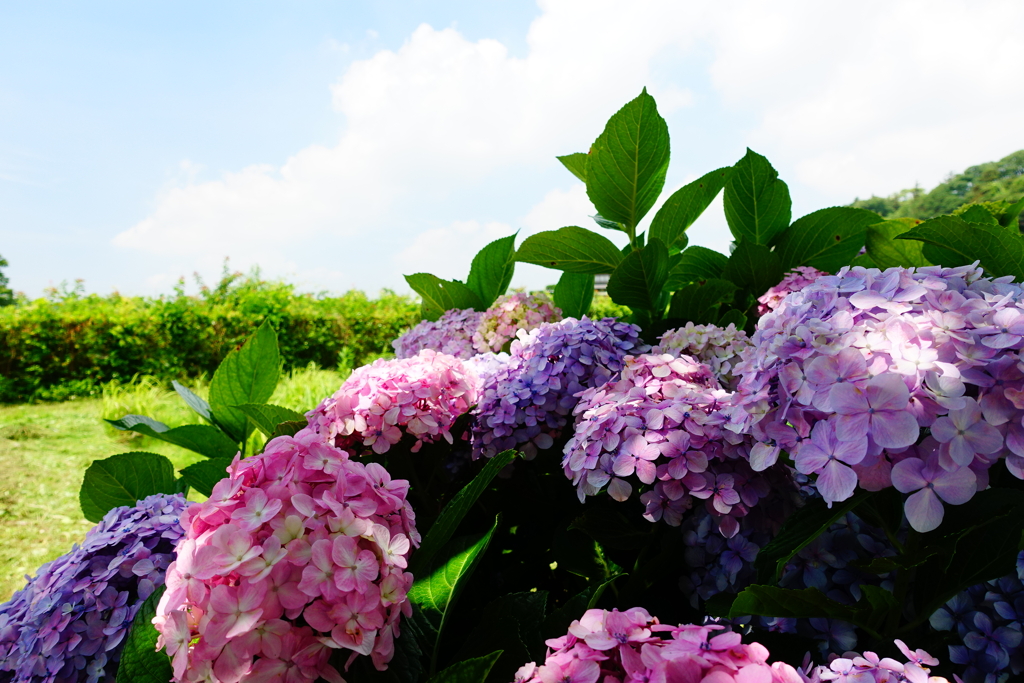 季節外れの紫陽花