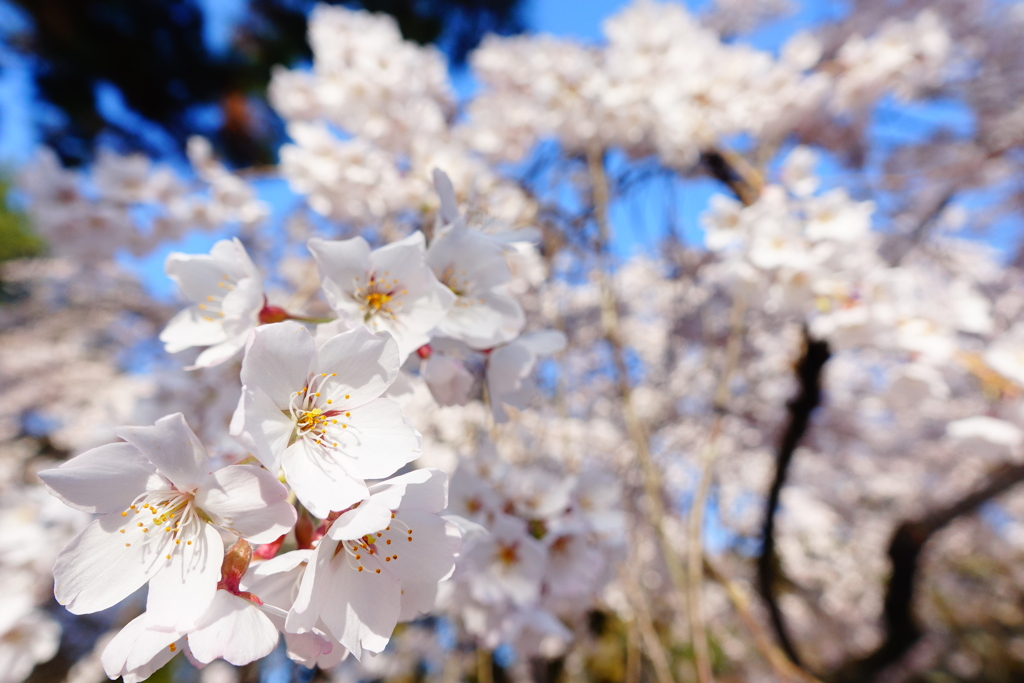 御所の桜