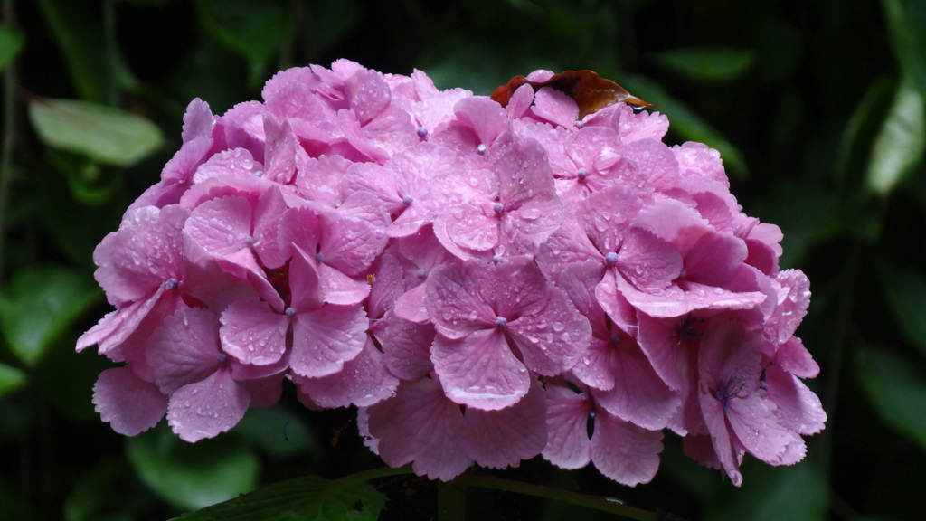 どこにでもある紫陽花(鎌倉宮)