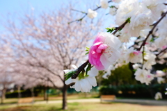 不動のエース桜を押さえて、今年の春の美しさ第一位は！花桃さんです！