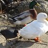 バサバサミット