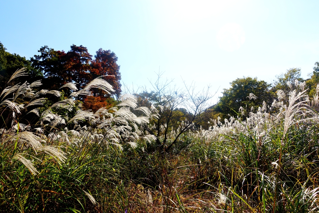 ススキと紅葉の秋セット