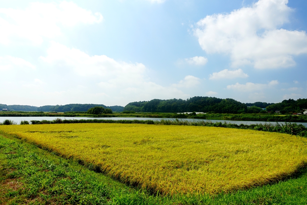水路沿いの田