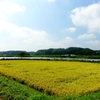 水路沿いの田
