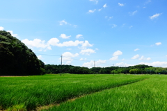 緑の稲原