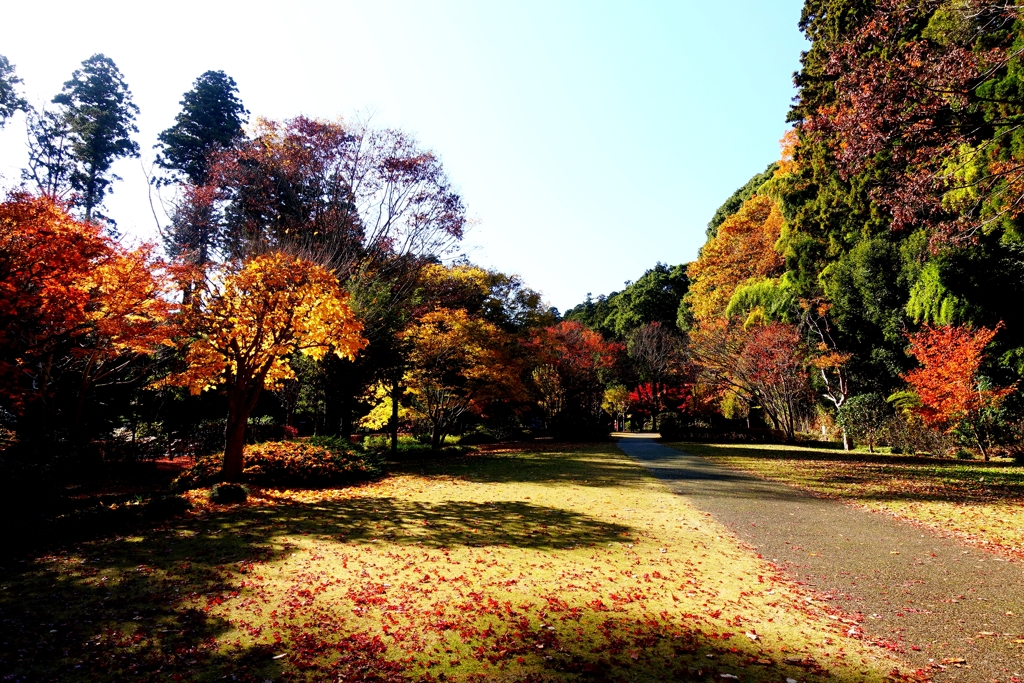 水戸偕楽園の紅葉