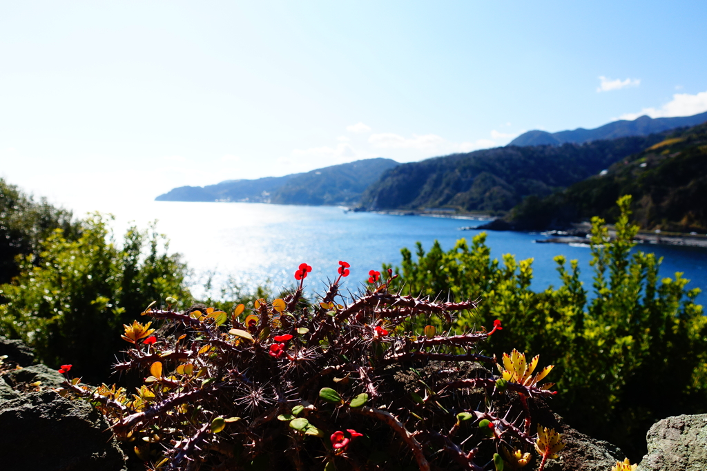 赤い花と青い海