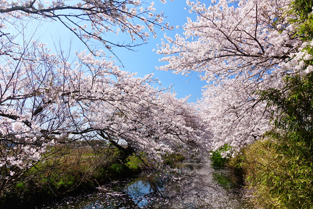 穴場の春