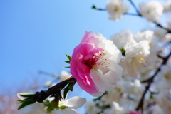 不動のエース桜を押さえて、今年の春の美しさ第一位は！花桃さんです！ Ⅱ
