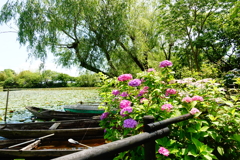 紫陽花と小舟