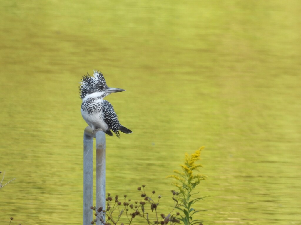 ヤマセミ