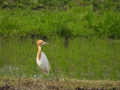 アマサギ