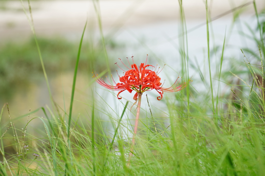 彼岸花