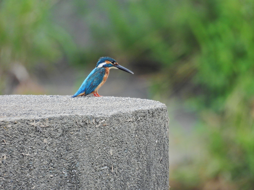 カワセミ