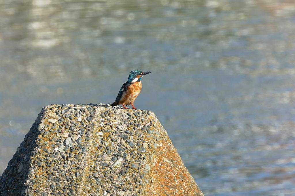 朝のカワセミ3