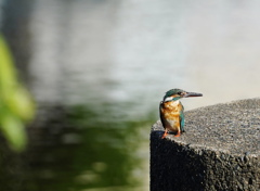 カワセミ