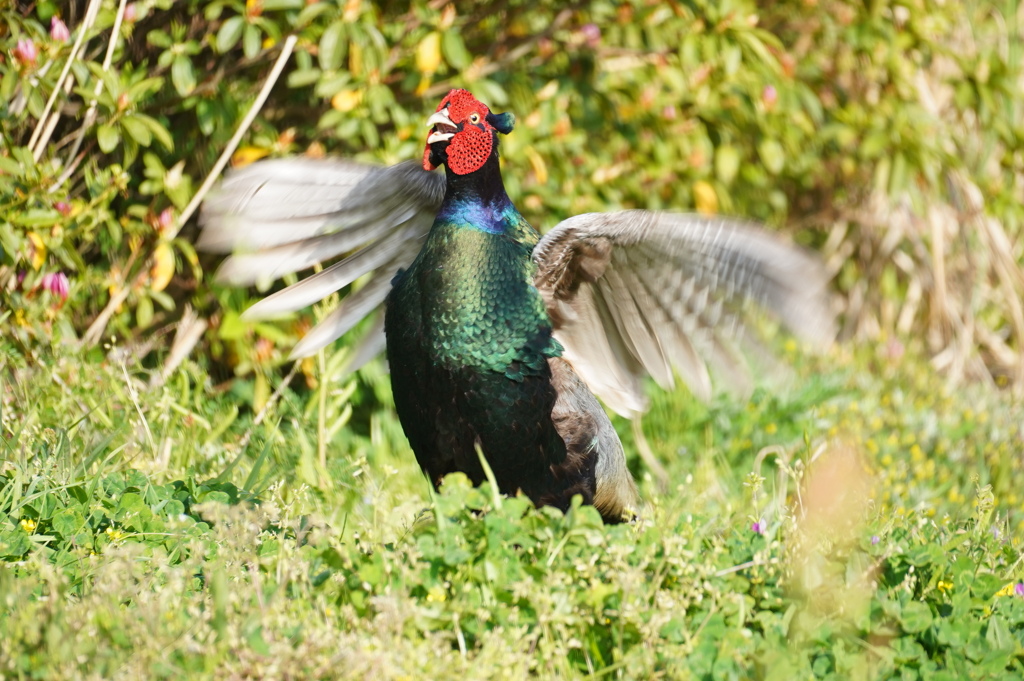 キジの母衣打ち