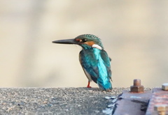 朝のカワセミ君