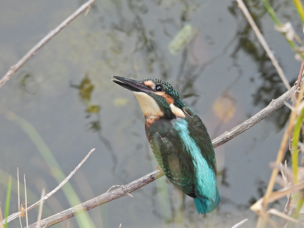 カワセミ