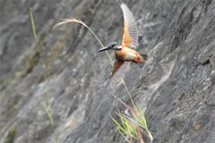 中休みからの飛び立ち