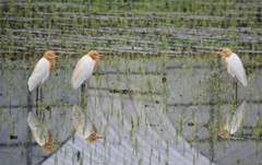 アマサギの朝礼