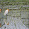 アマサギの朝礼