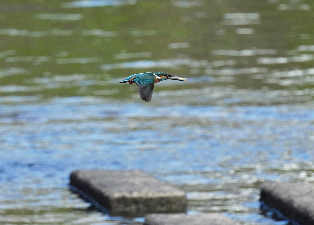 カワセミ