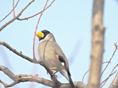 イカル