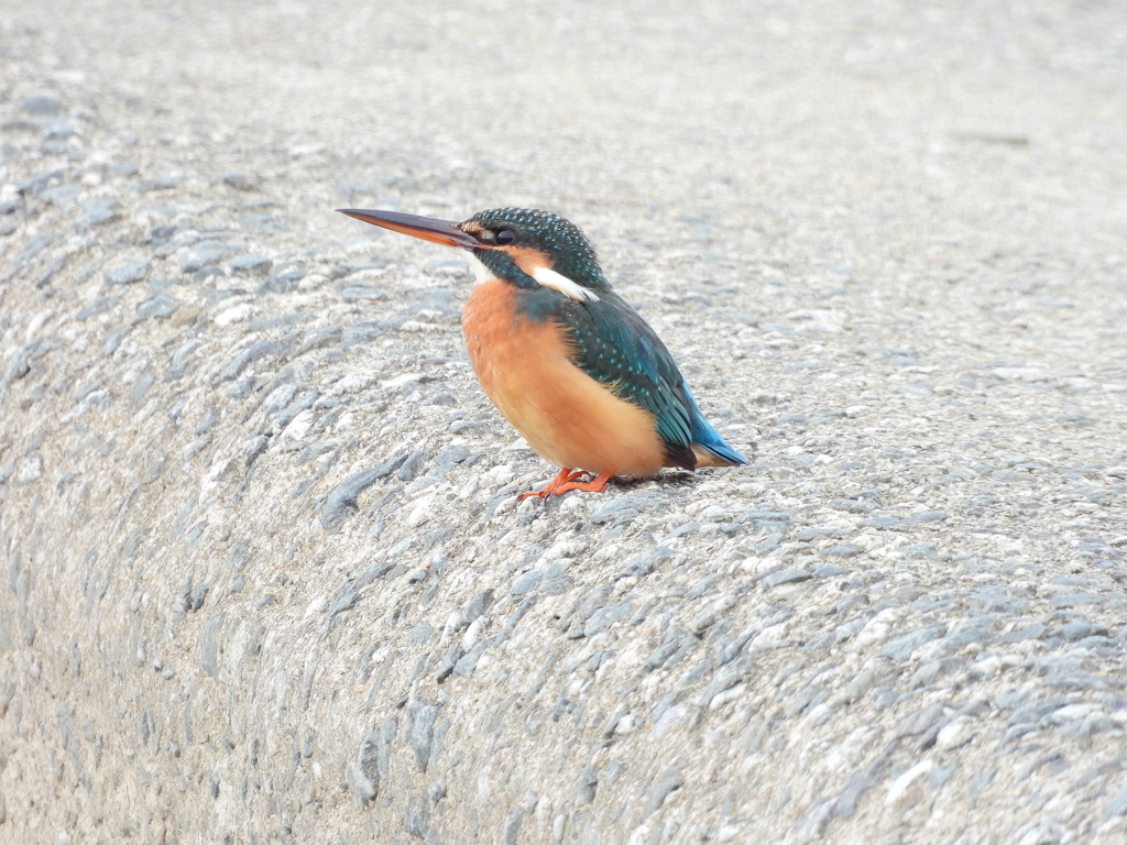 カワセミ