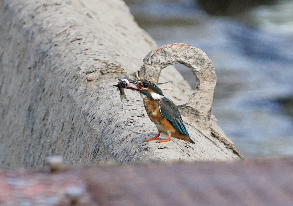 カワセミ