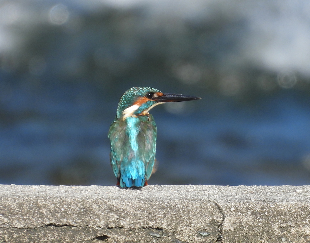 カワセミ