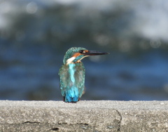 カワセミ