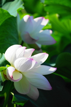 蓮の花