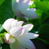 蓮の花